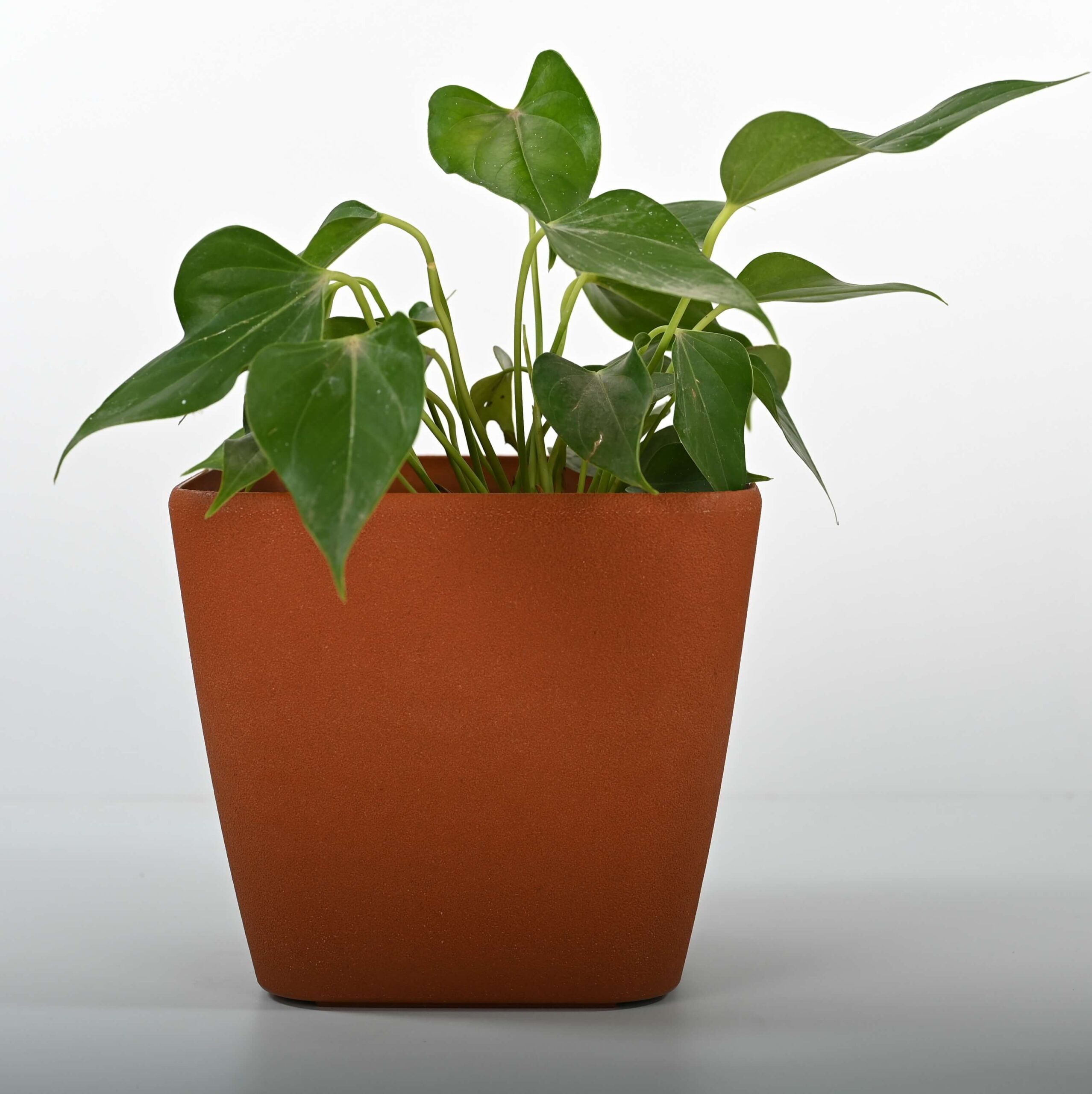 Daisy Planter Pot Large
